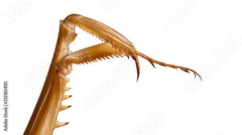 Macro photography of a praying mantis's raptorial foreleg with sharp spines, isolated on white