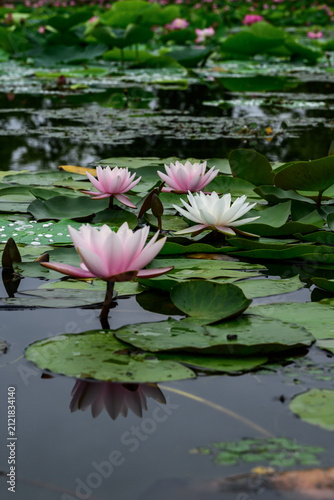 water lily in the pond