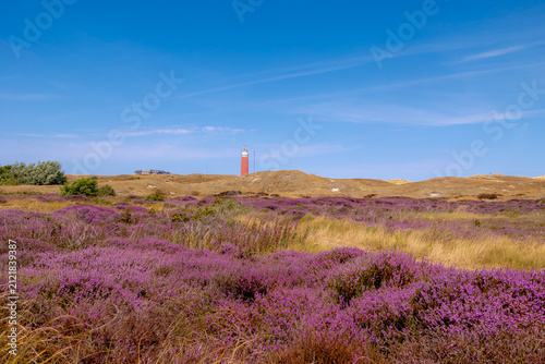 Bild auf Leinwand Purple flowers Calluna vulgaris (Heide, Heather, Ling) The sole species in genus