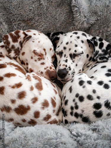 Cute photographs of dalmatians in different charming scenes, playful pet lifestyle images with a bright friendly mood and expressive spotted dogs