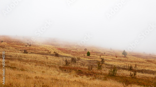 Misty autumn mountain slope in the Carpathian Mountains, Ukraine. Golden dry grass and sparse trees covered by fog in a highland landscape