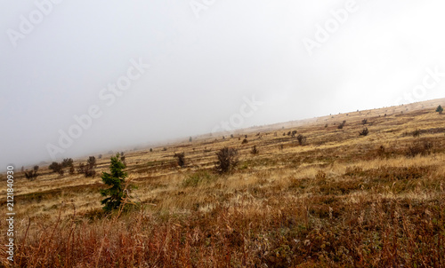 Autumn Carpathian mountain landscape with foggy hillside, golden grass and sparse trees. Misty highland scenery in Ukraine