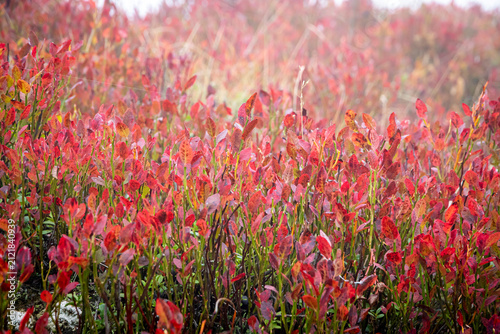 Autumn bilberry blueberry foliage in the Carpathian Mountains, Ukraine. Close-up view of red leaves with colorful fall vegetation in a misty mountain landscape