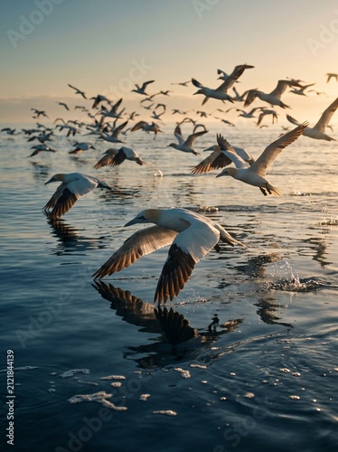 Flock of northern gannets flying over calm ocean at sunset with sea birds