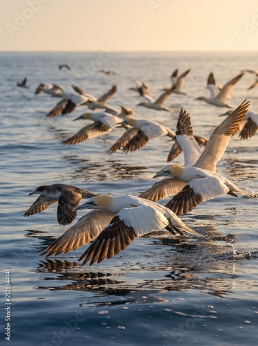 Flock of northern gannet seabirds flying over ocean during golden hour