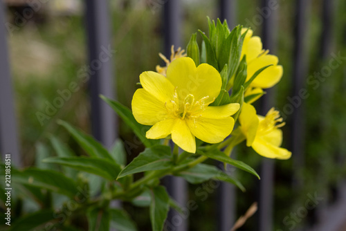 Foto Yellow Evening Primrose Wildflowers Blooming Along a Roadside
