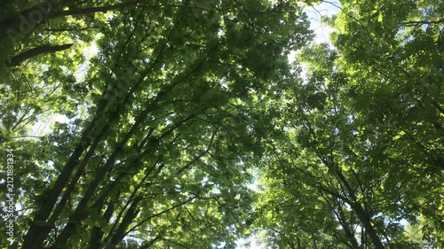 Camera moving backward: Bright sun shining through the lush green foliage of horse chestnut trees, low angle view of beautiful summer canopy in park. Walking under crowns of European horsechestnut