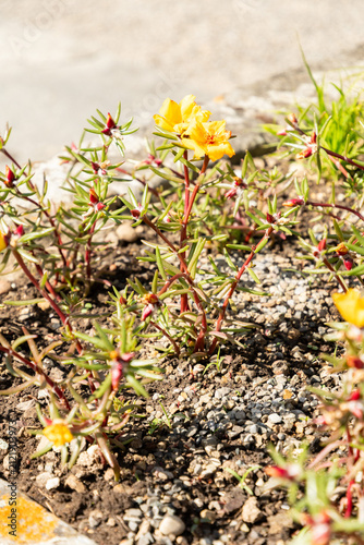 Sun rose or Portulaca Grandiflora plant in Saint Gallen in Switzerland 15.6.2026