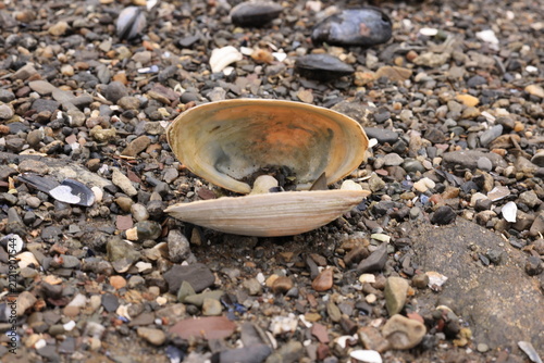 Photography Open Clam Shell Resting on Pebble and Gravel Beach Shoreline
