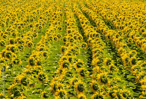 Картината върху платно A vast field of sunflowers (Helianthus annuus) planted in distinct, organized rows