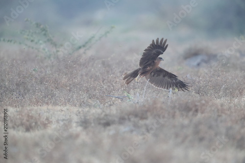Canvas Print The western marsh harrier (Circus aeruginosus) is a large harrier, a bird of prey from temperate and subtropical western Eurasia and adjacent Africa