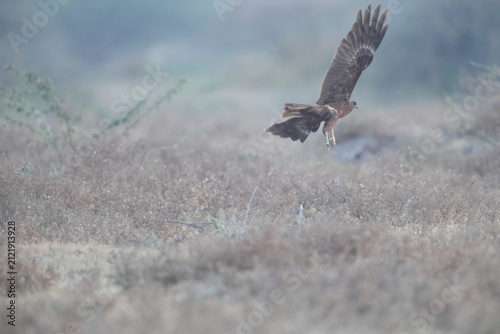 Canvas Print The western marsh harrier (Circus aeruginosus) is a large harrier, a bird of prey from temperate and subtropical western Eurasia and adjacent Africa