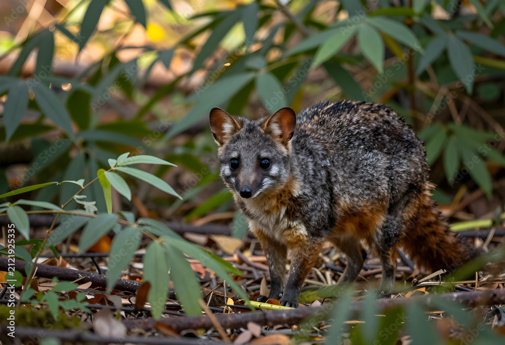Obraz premium Island fox in natural habitat, wildlife conservation and biodiversity, endangered species in forest environment