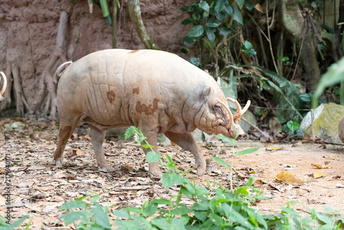 A side view of a male babirusa (Babyrousa), also known as a deer pig.