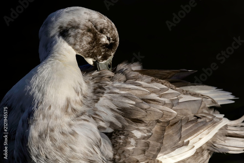 Photography Close-up pale gray domestic duck preening plumage resting on calm water at Kenneth Hahn State Recreation Area Los Angeles, California