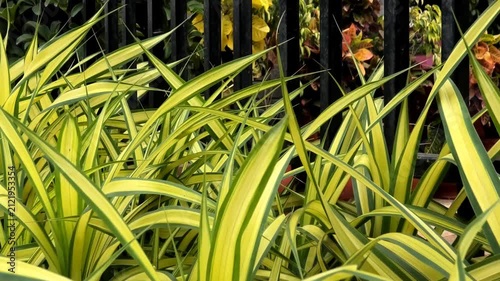 Long green leaves of garden plants swaying in the gentle breeze