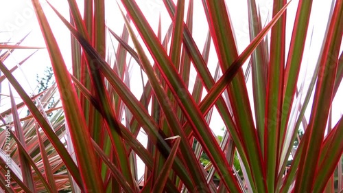 Long colorful leaves of garden plants swaying in the gentle breeze