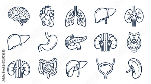 Foto Detailed black and white human organ illustrations set.