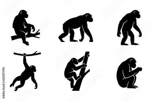 Photography Chimpanzee Silhouettes: Primate Poses, Wildlife Vector Icons, Ape Actions, Jungl