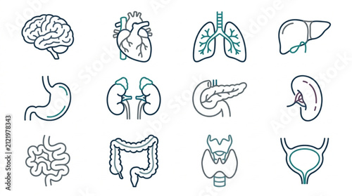 Foto Detailed Line Art of Human Organ Systems.