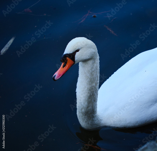 Obraz na płótnie Elegant Mute Swan: A Close Up Profile of Graceful White Swan on Dark Water