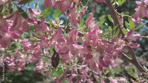 Vibrant close-up of delicate pink and magenta blossoms blooming thickly on slender branches. A single dark brown seed pod hangs among the lush green foliage under bright, sunny daylight