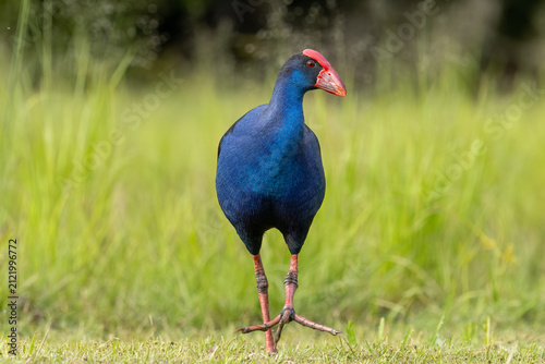 A purple swamphen walks with splayed toes across a partially mown paddock, displaying its red frontal shield and its blended blue feather colors on the Gold Coast in Queensland, Australia.