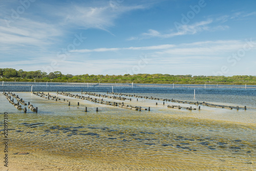 The infrastructure for oyster farming beds has been placed in the shallow waters of a coastal tidal lake, a place well-known for its oyster industry, at Merimbula in New South Wales, Australia.