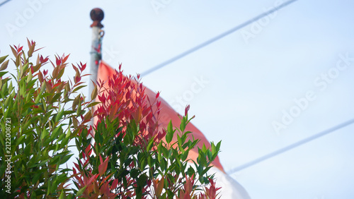 Canvastavla Red Tip Leaves with Blurred National Flag and Blue Sky