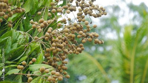 Obraz na plátně Fresh Clusters of Longan Fruit Hanging on a Tropical Tree Branch