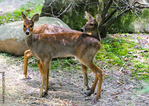 фотографія A quick shot of two deer with their bodies and heads misaligned visually
