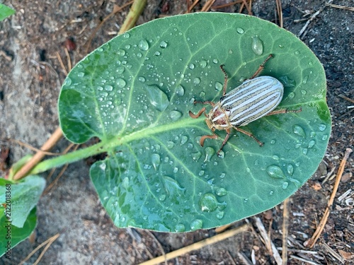  Ten-lined June beetle or Watermelon beetle (Polyphylla decemlineata) on a green leaf with dew drops.