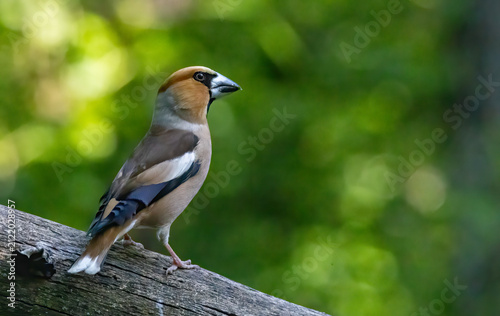 Bild auf Leinwand Adult Hawfinch sitting on the edge of water
