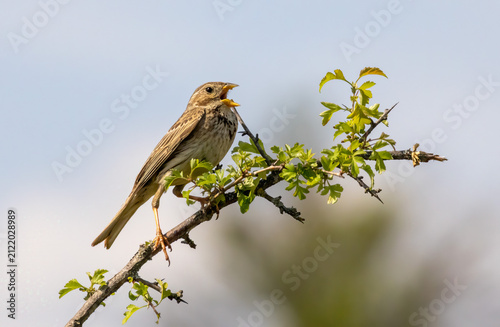 Corn Bunting in natural habitat