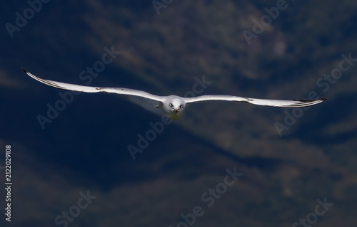 Black-headed Gull (Chroicocephalus ridibundus) in a natural habitat