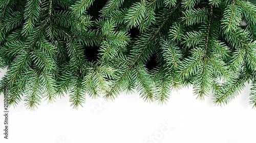 A festive natural green pine branch border isolated on white background perfect for a creative christmas background design for holiday cards and seasonal projects