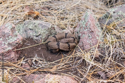 Foto Banded rock rattlesnake in New Mexico