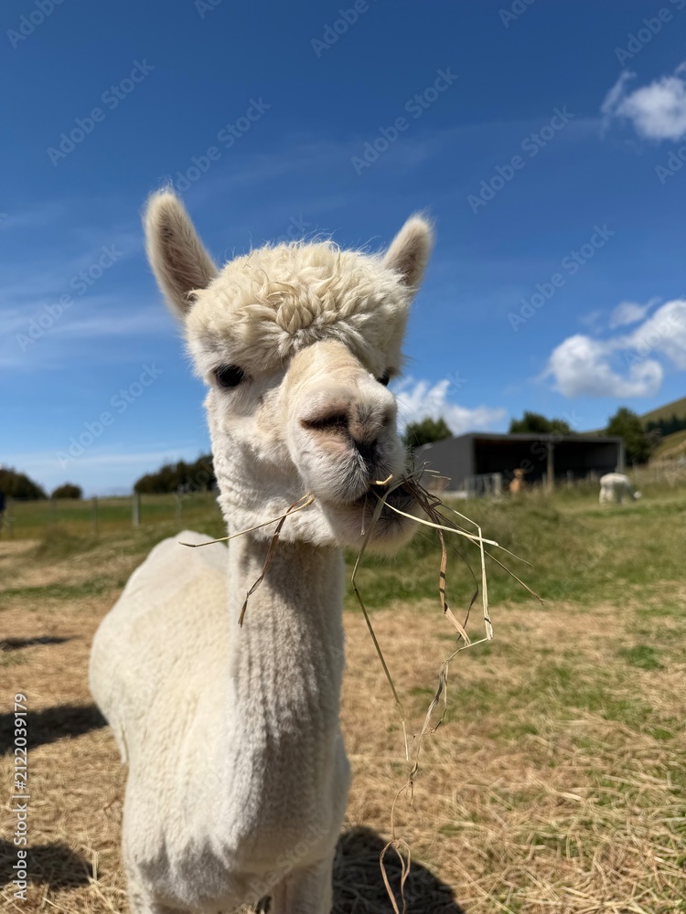 Naklejka premium Alpaca in the Alpaca farm in New Zealand