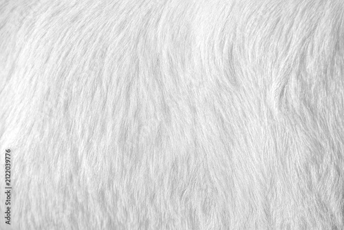 Goat fur texture white background