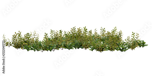 3d Isolated row of green bushes with small yellow flowers, natural ground cover element on transparent background