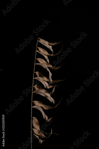 Dried Botanical Stem with Negative Space