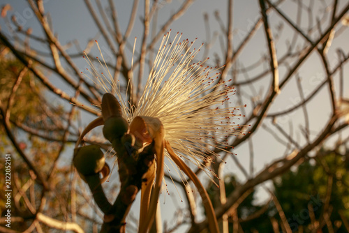 Powder Puff Flower Detail with Sunlight