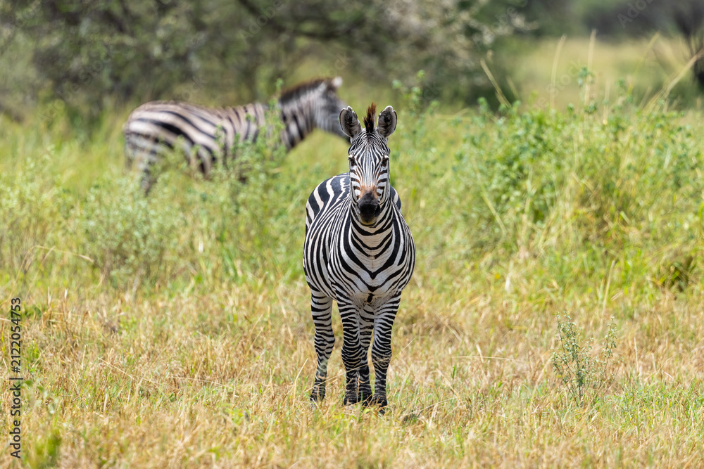 Obraz premium Zebra standing in African savannah grassland looking forward