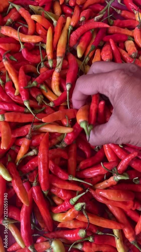 An adult man's hand picks fresh chilies from a pile of red chilies. Close-up of a hand picking up red chilies from a pile.