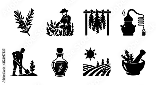 Fotografía Herbal Harvest Icons: Farming, Drying, Distilling, and Extraction Vector Set