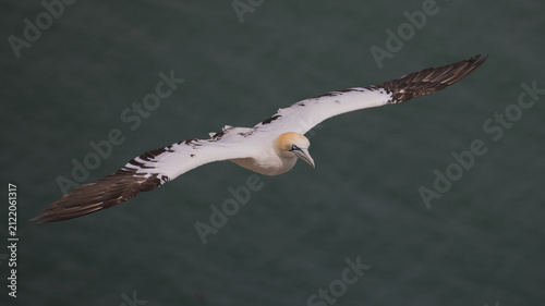 An immature Northern Gannet,Morus bassanus, glides head-on into the wind with wide wings fully extended over a calm, neutral ocean horizon backdrop.