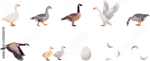 Obraz na płótnie Goose and Canada Geese Vector Character Set with Flapping Wings, Flying Pose, Go