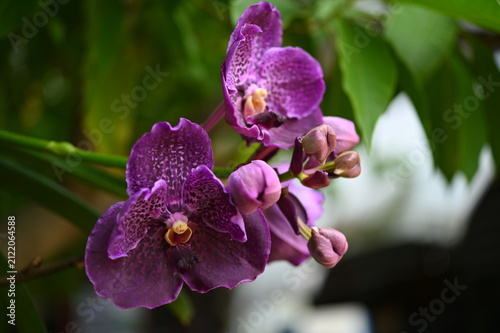 The purple-flowered orchid is growing on a sturdy branch.