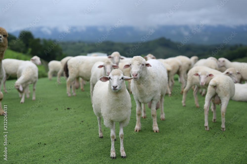 Fototapeta premium A flock of white sheep grazing on lush green grass in a misty mountainous landscape under a cloudy sky.