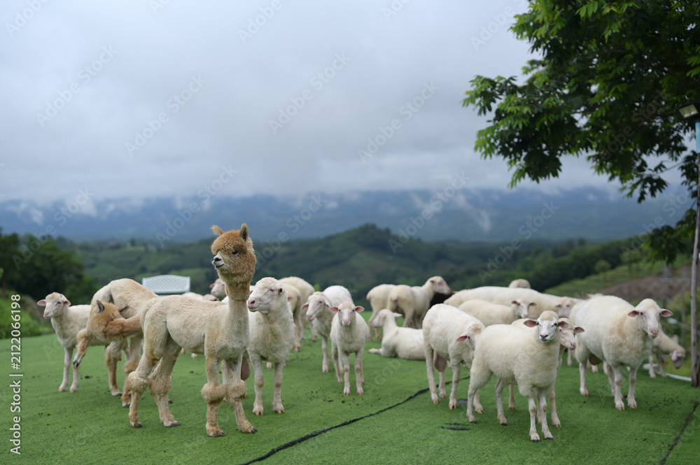 Naklejka premium A group of white sheep and one alpaca standing on green grass with a mountainous landscape and cloudy sky in the background.